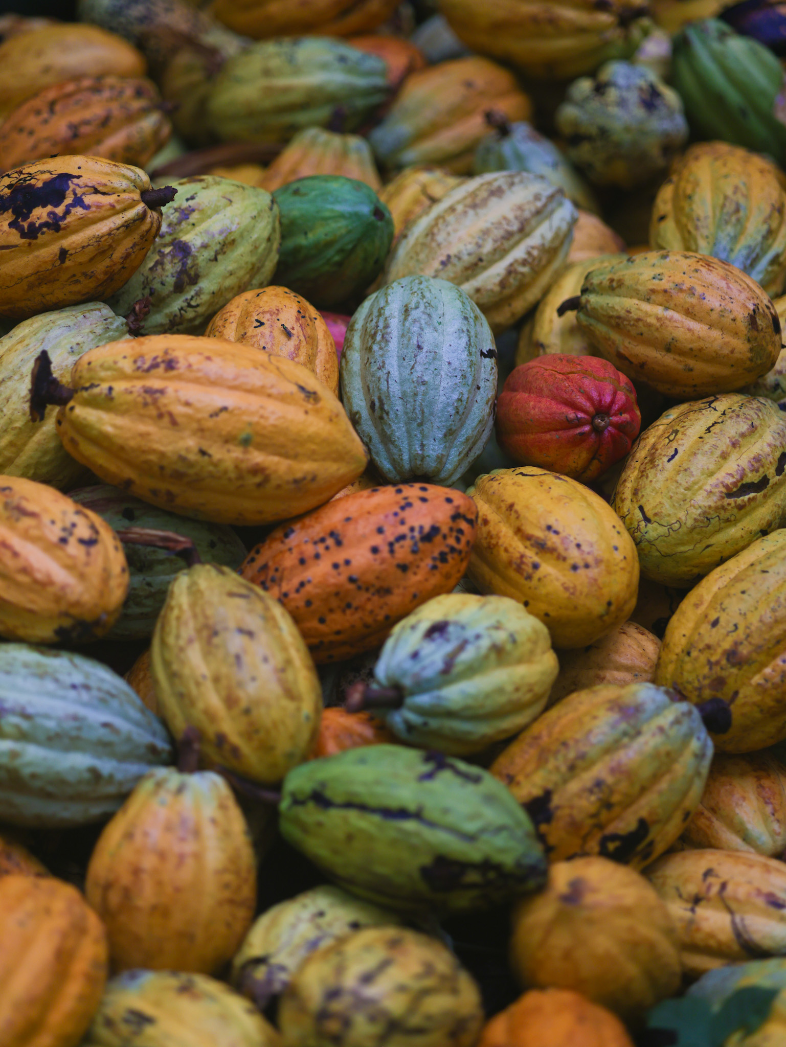 Why Cacao is More Than Just Chocolate